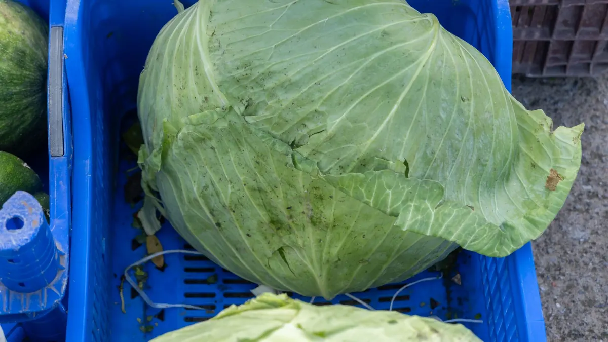 leafy greens export market for ASEAN buyers