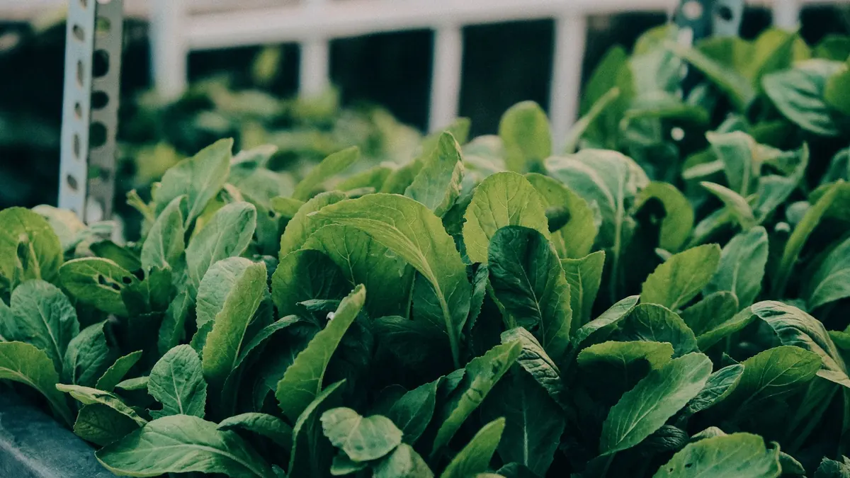 leafy greens export market for EUROPE buyers