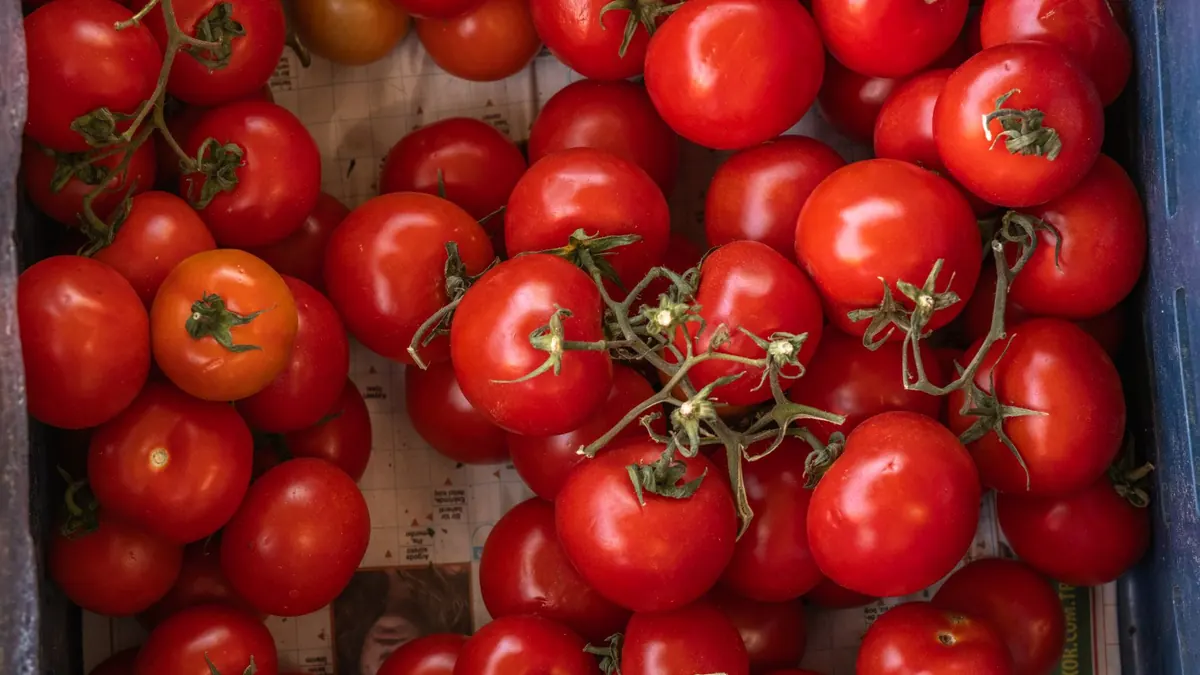 tomatoes export market for EUROPE buyers