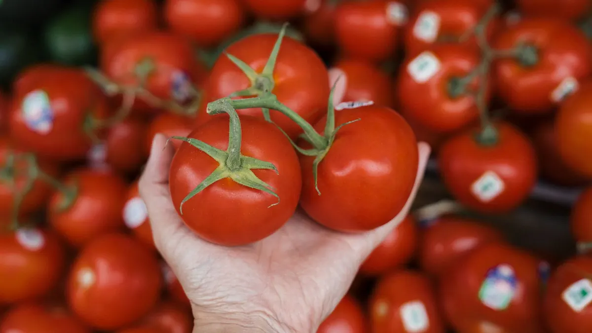 tomatoes export market for EUROPE buyers