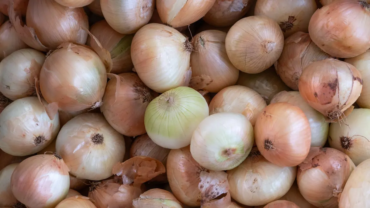 onions export market for EUROPE buyers