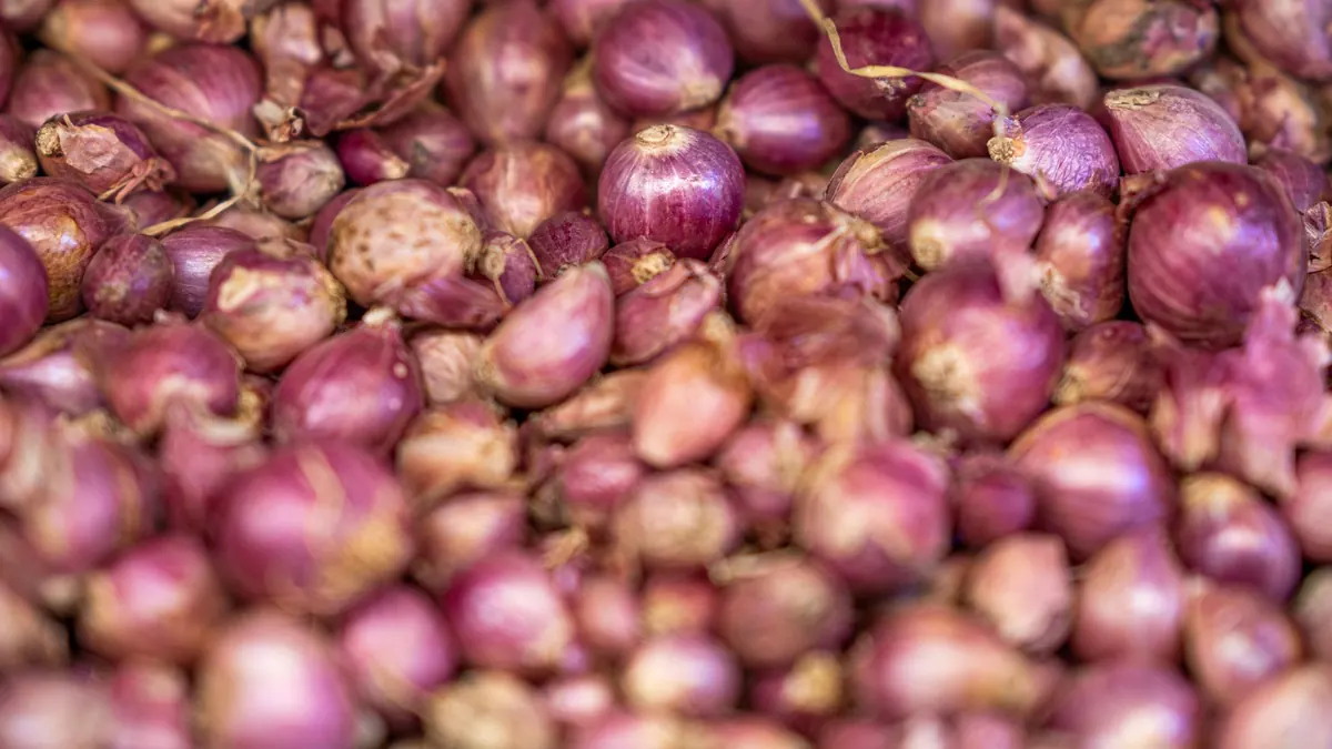onions export market for EUROPE buyers