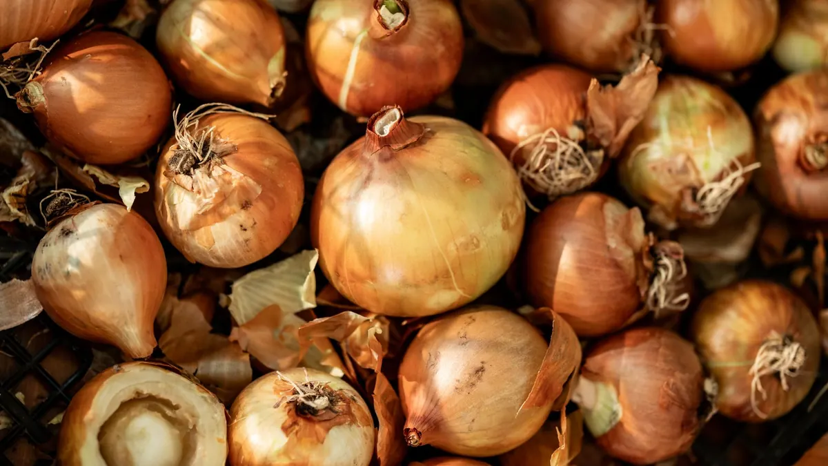 onions export market for EUROPE buyers
