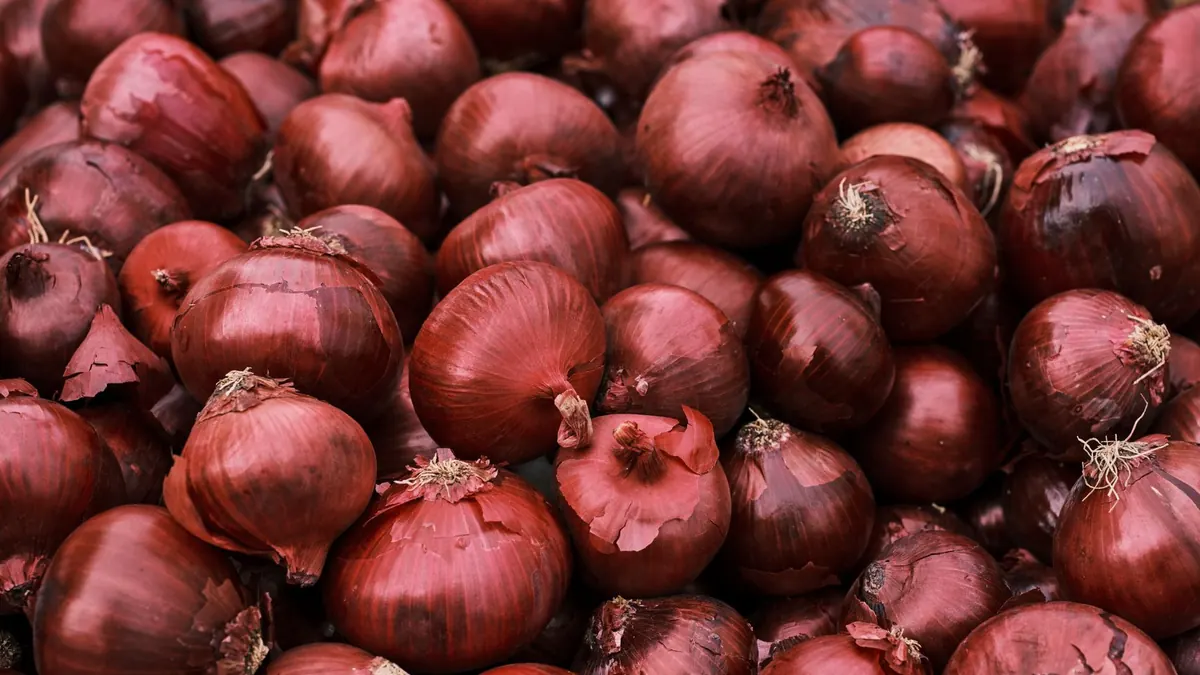onions export market for EUROPE buyers