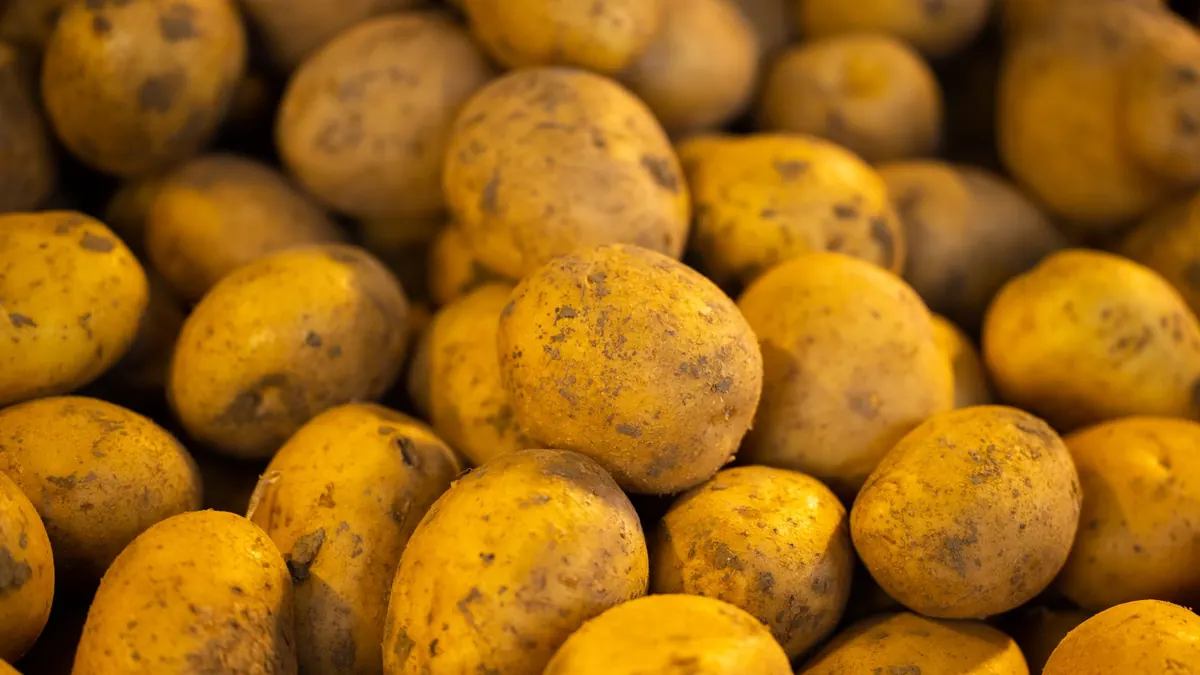 potatoes export market for EUROPE buyers