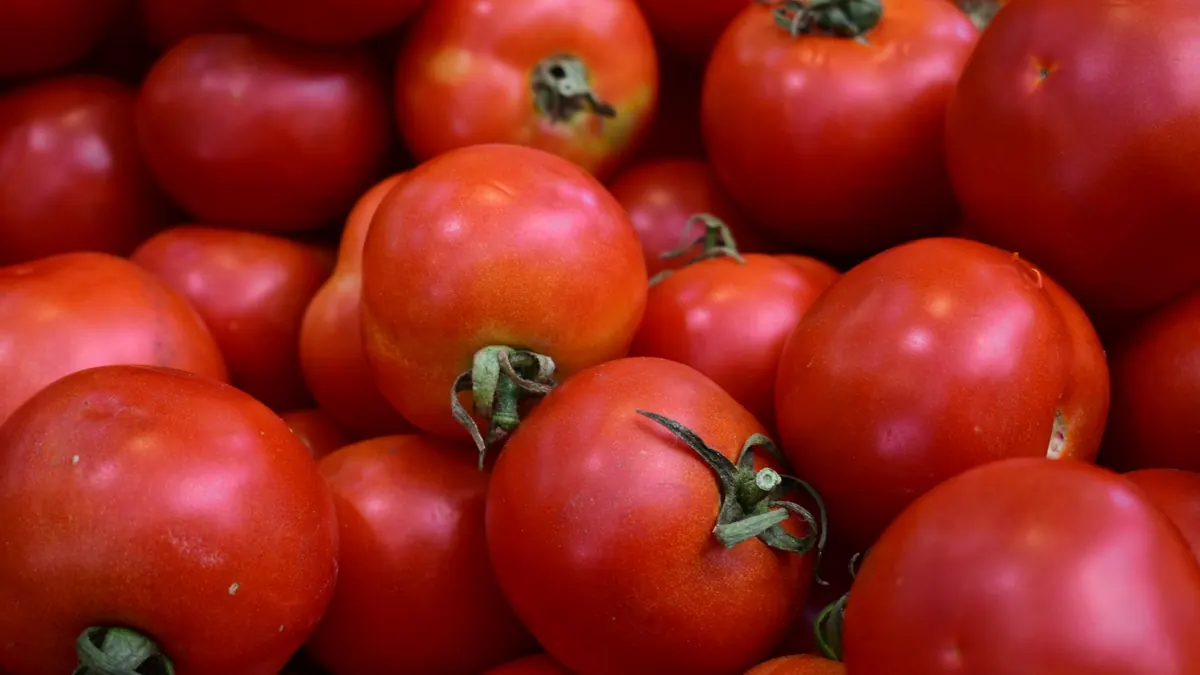 tomatoes export market for EUROPE buyers