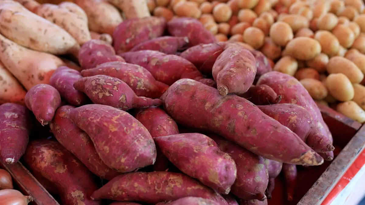 potatoes export market for GLOBAL buyers