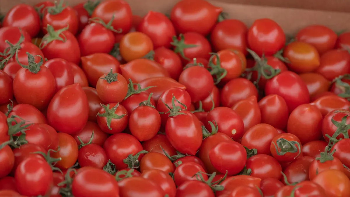 tomatoes export market for GLOBAL buyers
