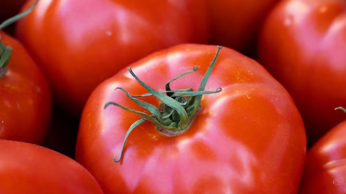 tomatoes export market for GLOBAL buyers