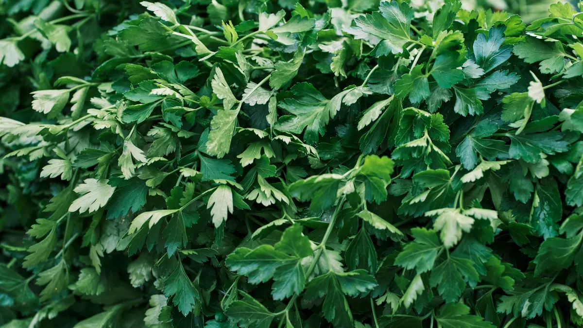 leafy greens export market for GLOBAL buyers