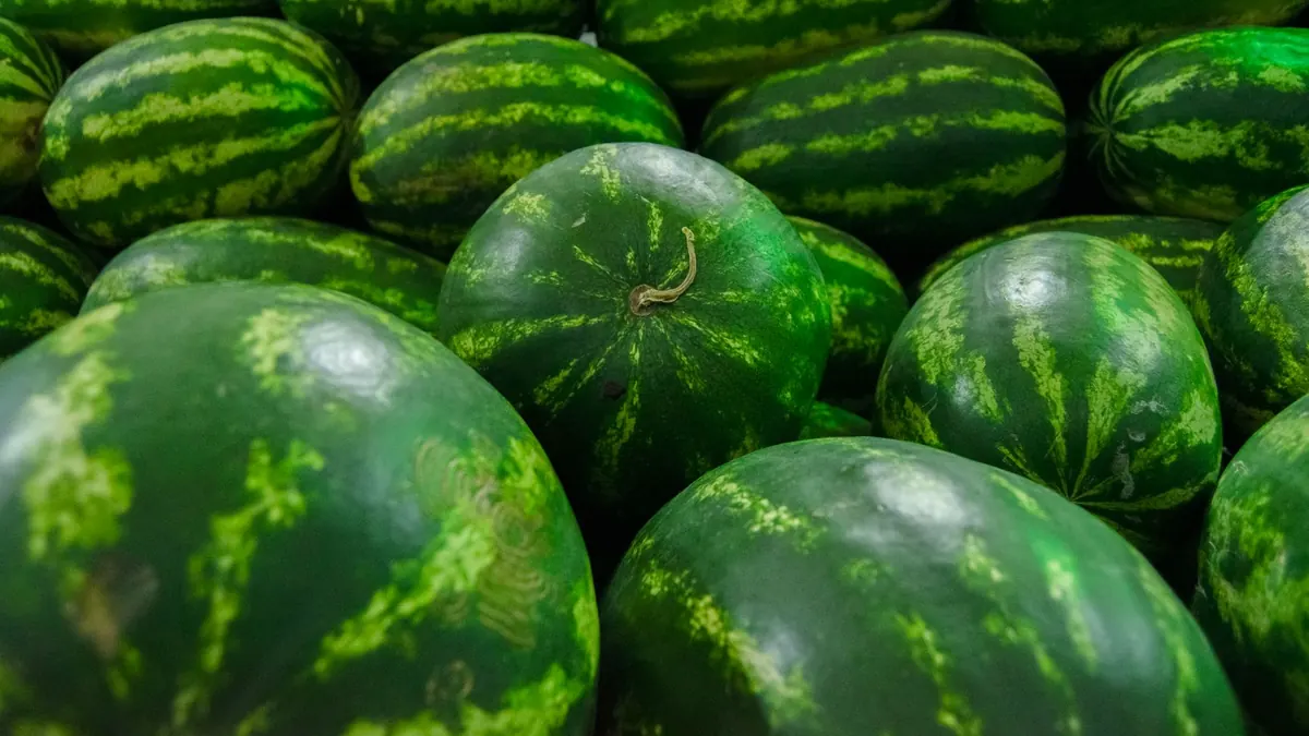 bitter gourd export market for GLOBAL buyers
